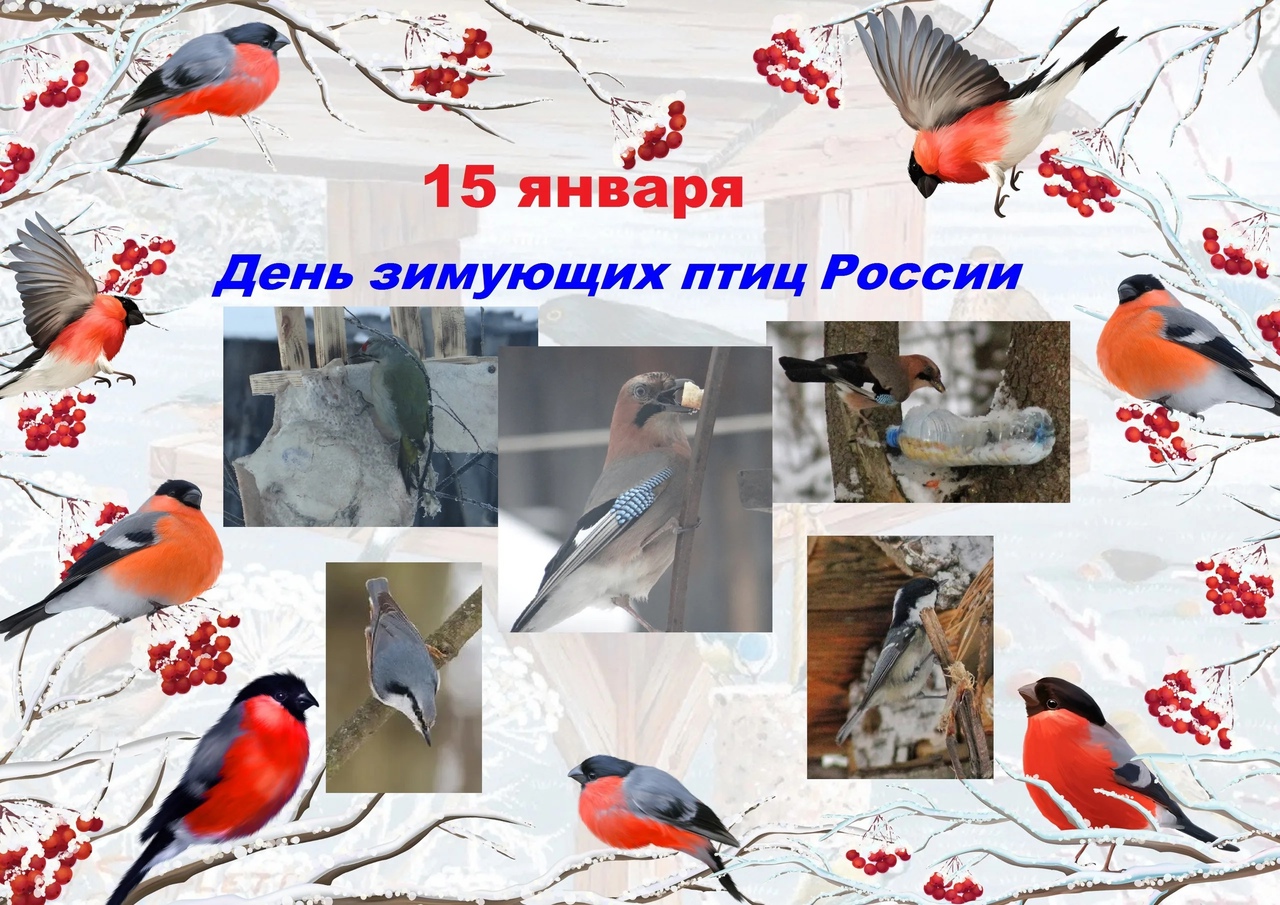 Когда день птиц в 2024 году. 15 Января день зимующих птиц России. Тени зимующих птиц.